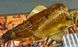 Cold-Smoked Silver Carp Fillet 1-2.5 &mdash; additional photo on the Triton website