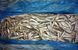 Frozen Sprat (Baltic) &mdash; additional photo on the Triton website