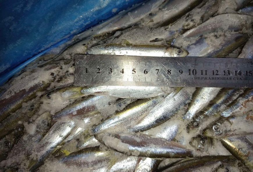 Frozen Sprat (Baltic) &mdash; buy in Triton online store