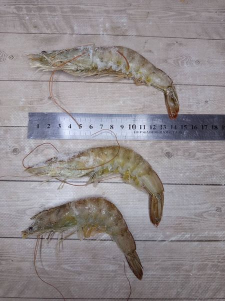 Frozen Shrimp in Shell 30-40, 0% glaze &mdash; buy in Triton online store