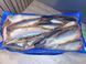 Matjes herring, 8&ndash;9 pieces, headless, salted/marinated &mdash; additional photo on the Triton website