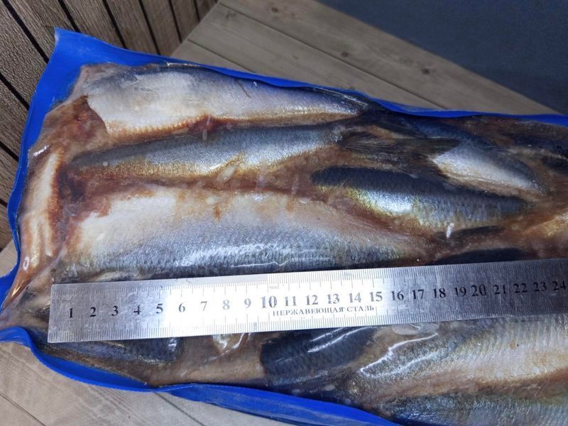 Matjes herring, 8&ndash;9 pieces, headless, salted/marinated &mdash; buy in Triton online store