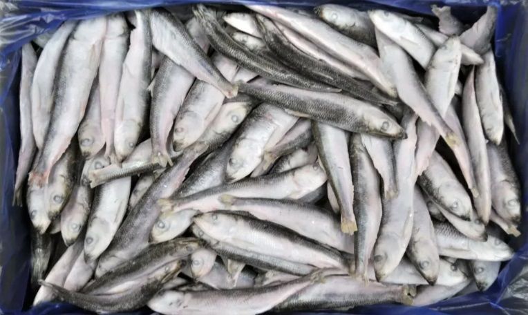 Frozen Baltic Herring 12-15 (Estonia) &mdash; buy in Triton online store