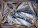 Matjes Herring 5-7, headless, salted-frozen &mdash; additional photo on the Triton website